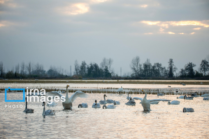 قوهای مهاجر در تالاب سرخرود