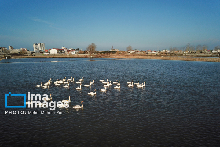 قوهای مهاجر در تالاب سرخرود