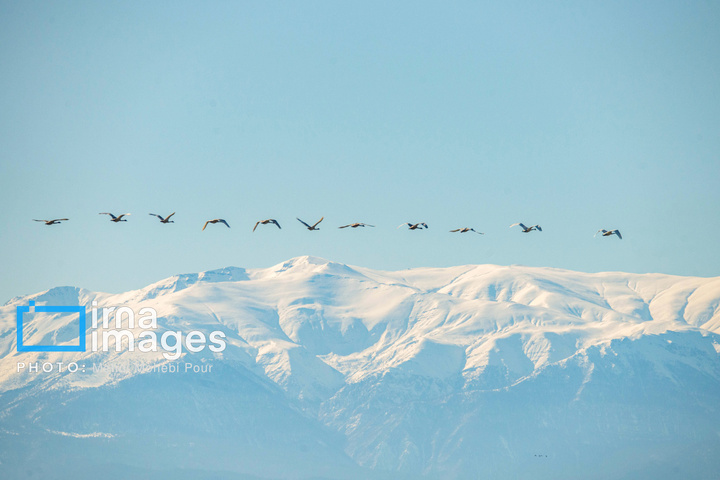 قوهای مهاجر در تالاب سرخرود