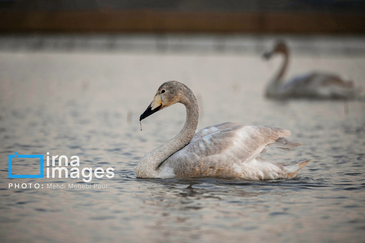 قوهای مهاجر در تالاب سرخرود