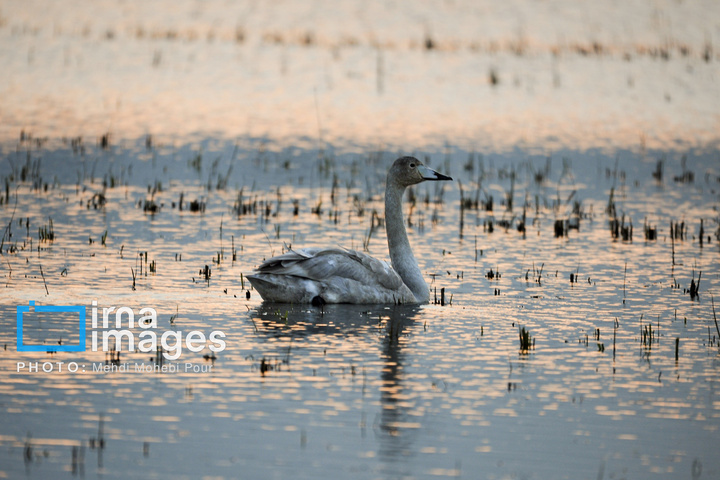 قوهای مهاجر در تالاب سرخرود