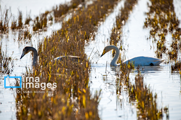 قوهای مهاجر در تالاب سرخرود