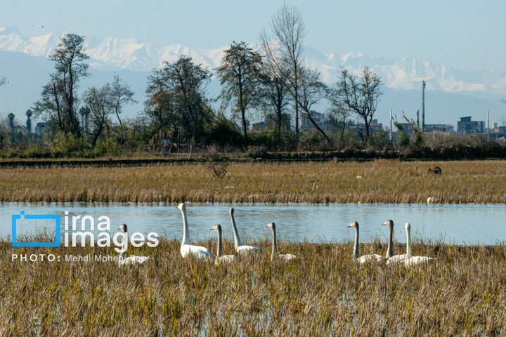 قوهای مهاجر در تالاب سرخرود