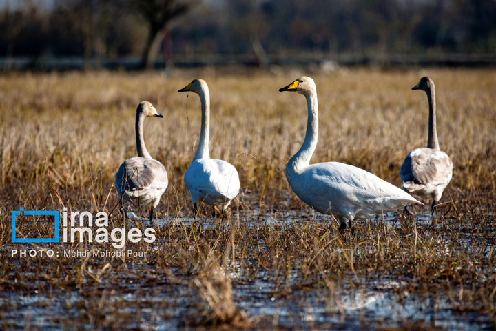 قوهای مهاجر در تالاب سرخرود