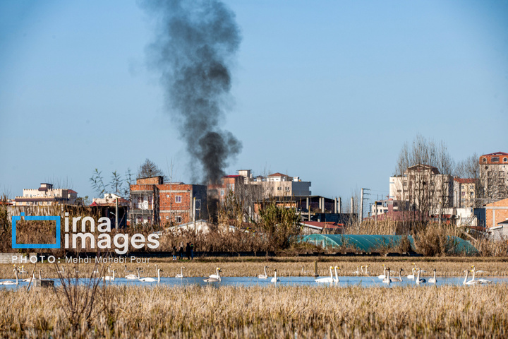 قوهای مهاجر در تالاب سرخرود