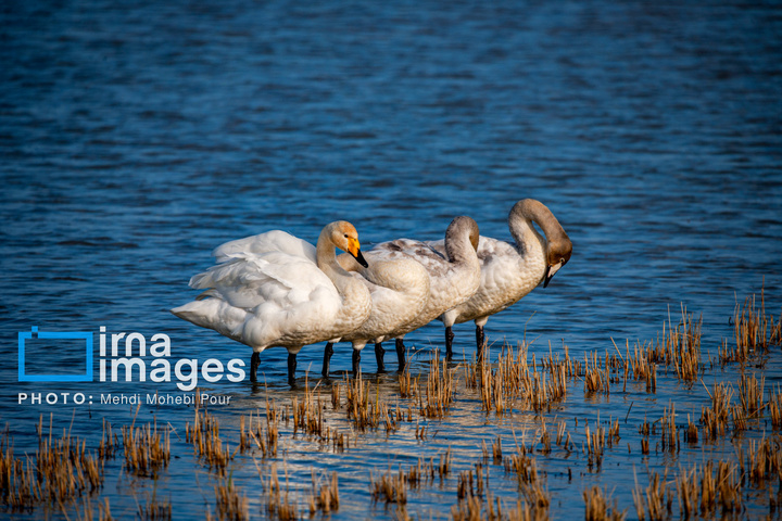 قوهای مهاجر در تالاب سرخرود