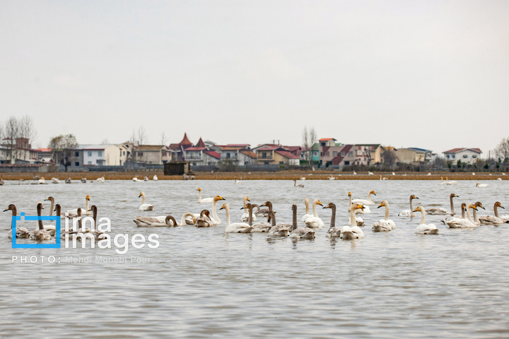 قوهای مهاجر در تالاب سرخرود