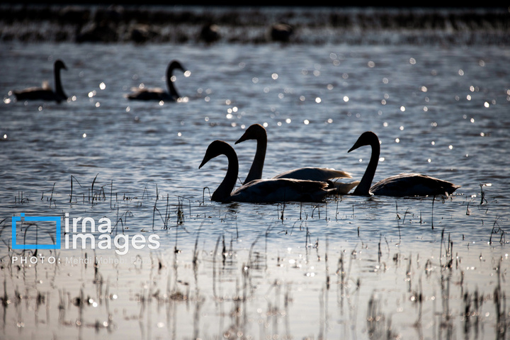 قوهای مهاجر در تالاب سرخرود