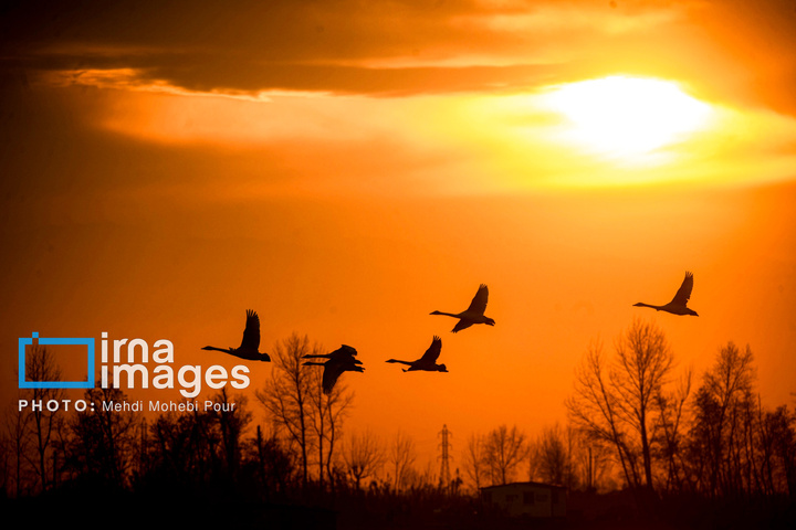 قوهای مهاجر در تالاب سرخرود
