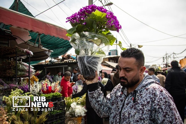 شور و حال خرید در بازار گل محلاتی در آستانه نوروز ۱۴۰۵