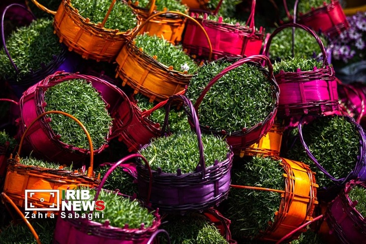 شور و حال خرید در بازار گل محلاتی در آستانه نوروز ۱۴۰۵