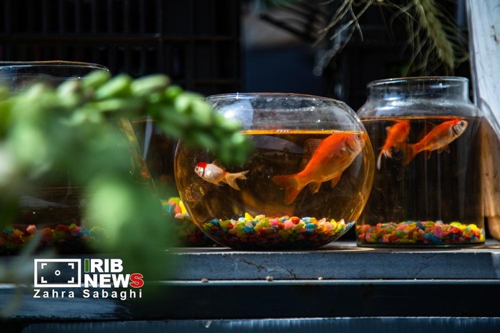 شور و حال خرید در بازار گل محلاتی در آستانه نوروز ۱۴۰۵