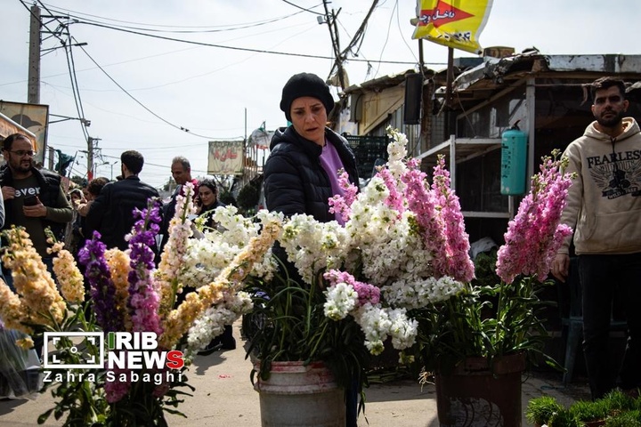 شور و حال خرید در بازار گل محلاتی در آستانه نوروز ۱۴۰۵