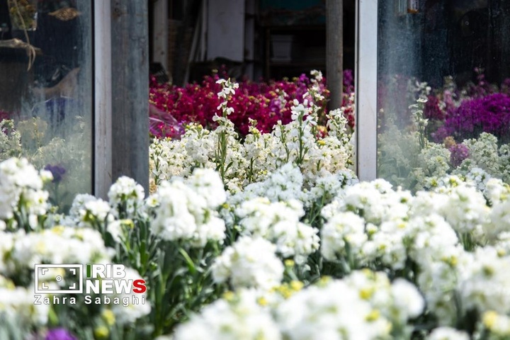 شور و حال خرید در بازار گل محلاتی در آستانه نوروز ۱۴۰۵