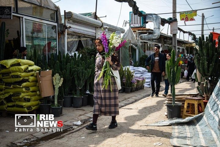 شور و حال خرید در بازار گل محلاتی در آستانه نوروز ۱۴۰۵