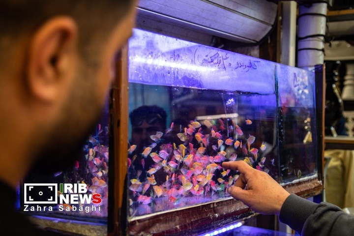 شور و حال خرید در بازار گل محلاتی در آستانه نوروز ۱۴۰۵