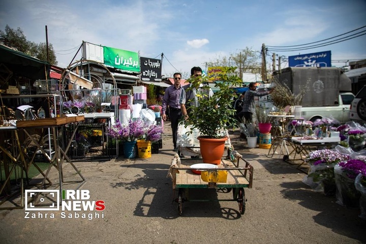 شور و حال خرید در بازار گل محلاتی در آستانه نوروز ۱۴۰۵