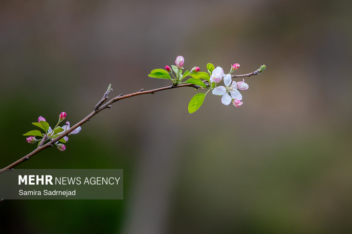 حال و هوای بهاری تهران