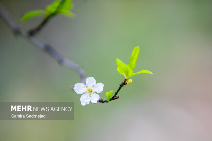 حال و هوای بهاری تهران