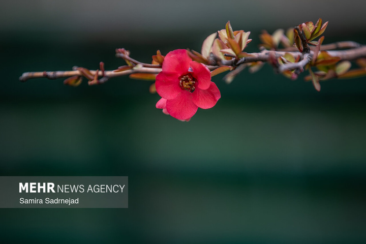 حال و هوای بهاری تهران