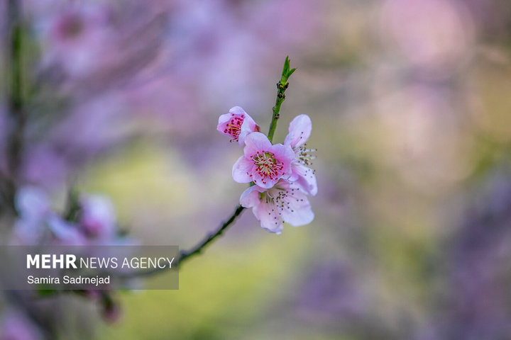 حال و هوای بهاری تهران
