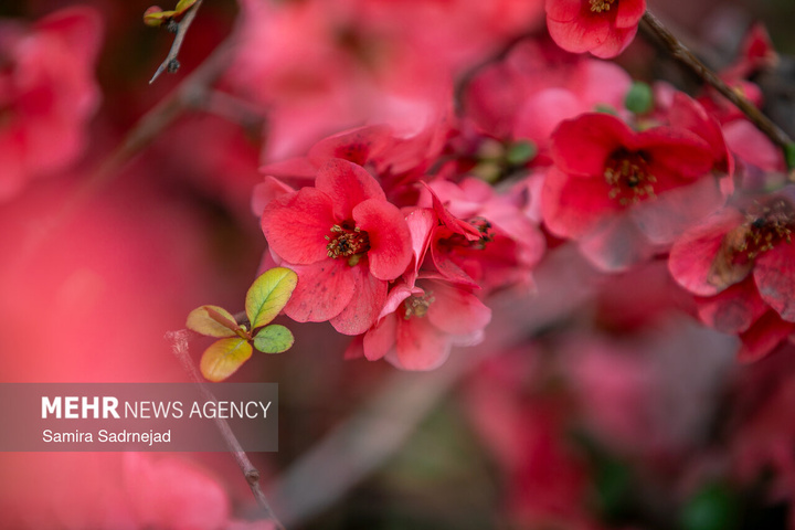 حال و هوای بهاری تهران