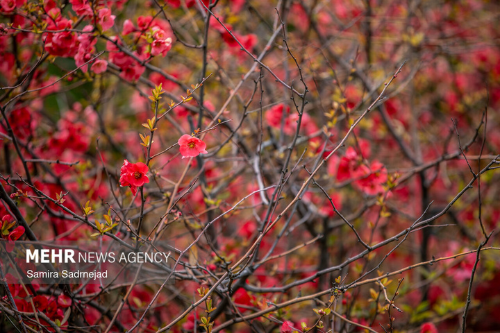 حال و هوای بهاری تهران