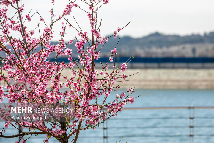 حال و هوای بهاری تهران