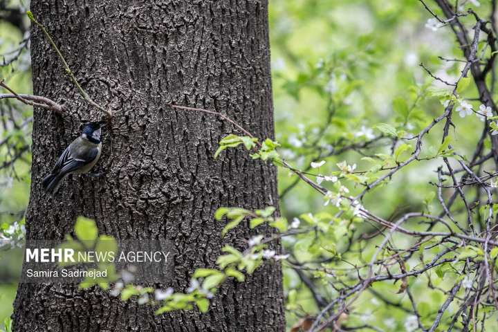 حال و هوای بهاری تهران