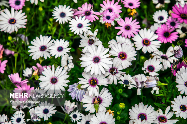 حال و هوای بهاری تهران