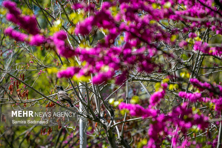 حال و هوای بهاری تهران