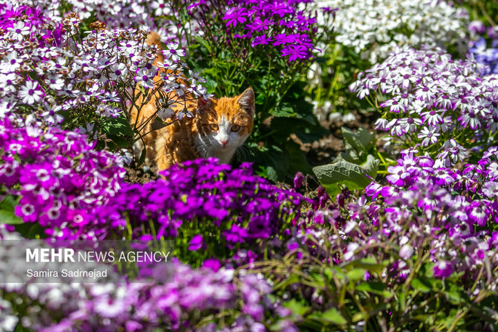 حال و هوای بهاری تهران