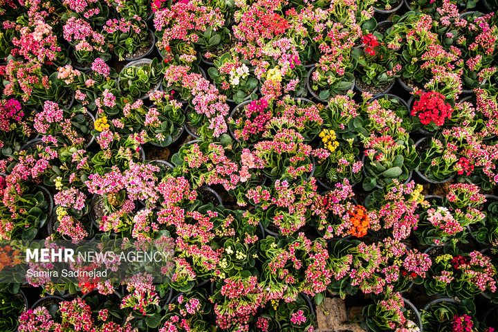 حال و هوای بهاری تهران