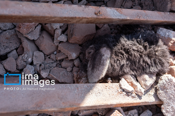 آثارحمله آمریکا و رژیم صهیونیستی به واحدهای دامداری و تجاری در خسروشهر