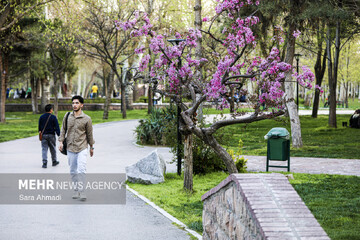 شکوفه های بهاری در مشهد