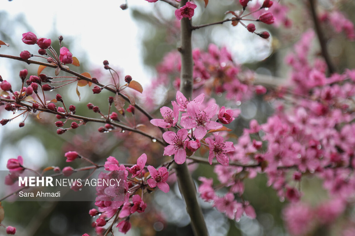 شکوفه های بهاری در مشهد
