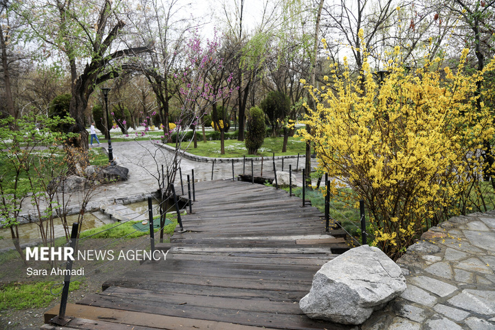 شکوفه های بهاری در مشهد