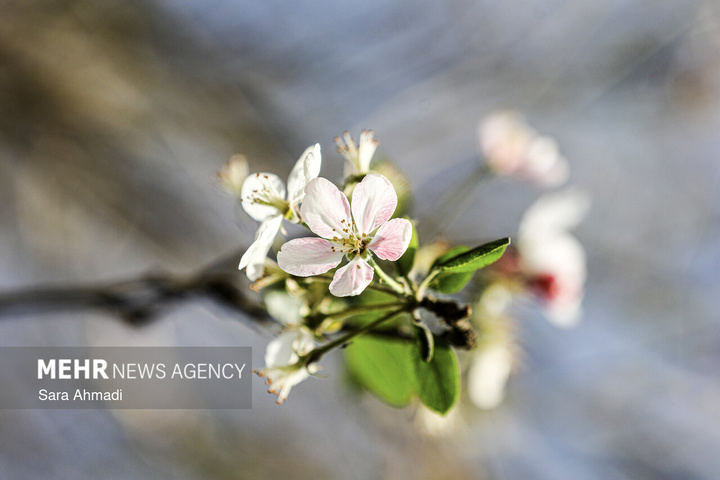 شکوفه های بهاری در مشهد
