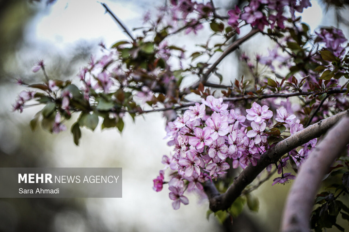 شکوفه های بهاری در مشهد