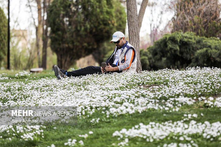 شکوفه های بهاری در مشهد