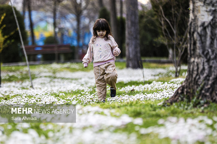 شکوفه های بهاری در مشهد