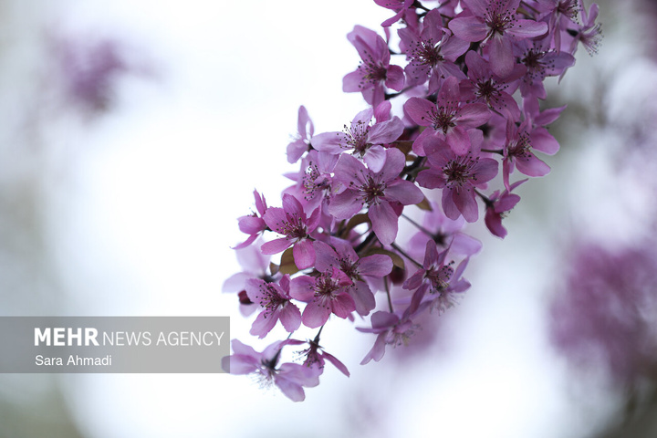 شکوفه های بهاری در مشهد