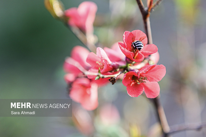 شکوفه های بهاری در مشهد