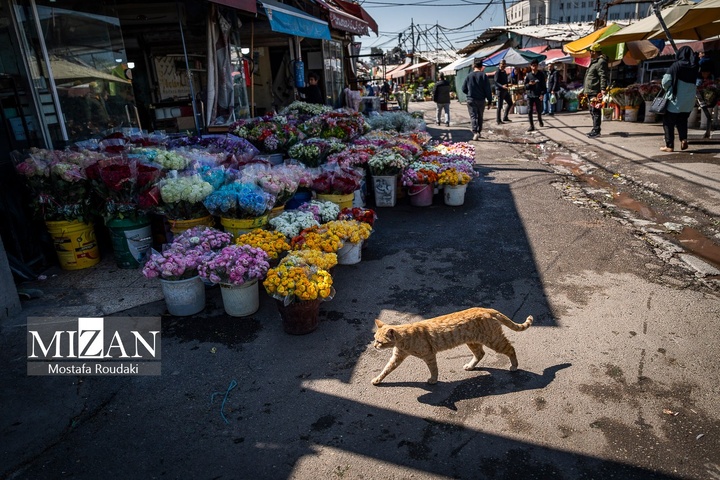 تهران ایستاده ادامه می‌دهد