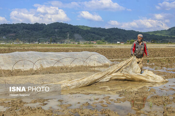 آماده‌سازی "خزانه برنج" به روش سنتی - سوادکوه
