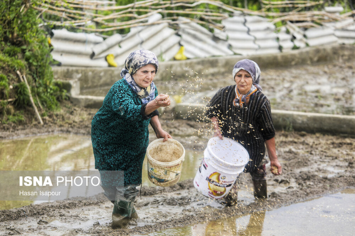 آماده‌سازی "خزانه برنج" به روش سنتی - سوادکوه
