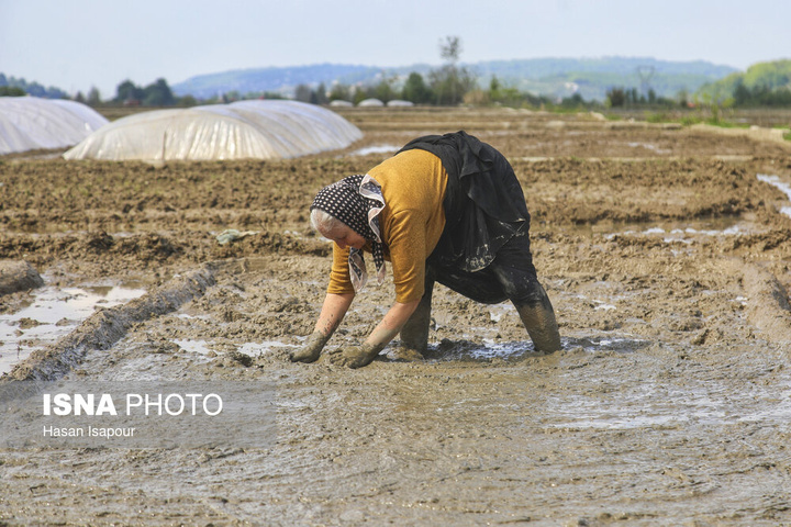 آماده‌سازی "خزانه برنج" به روش سنتی - سوادکوه