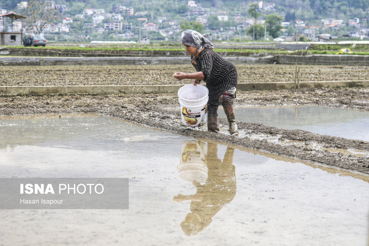 آماده‌سازی "خزانه برنج" به روش سنتی - سوادکوه