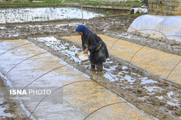 آماده‌سازی "خزانه برنج" به روش سنتی - سوادکوه
