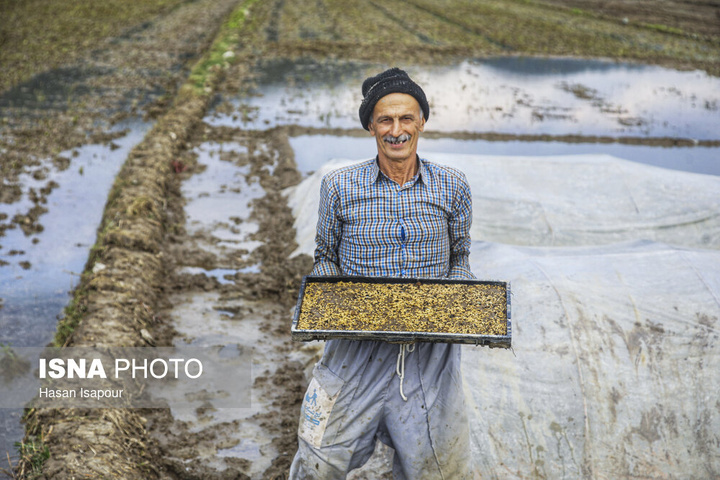 آماده‌سازی "خزانه برنج" به روش سنتی - سوادکوه